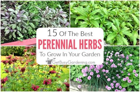 Nivi Larsen Perennial Cut Flowers Zone 5 15 Best Perennial Herbs To