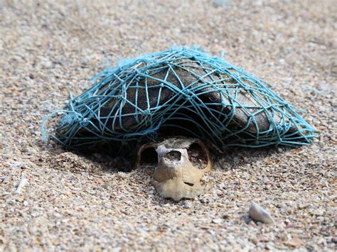 Ghost Netting Image Emerges Of Decomposed Turtle Wrapped In Plastic