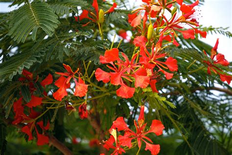 They are usually more expensive in comparison to other flowering bulbs. File:Red Flowering Tree Huacachina (7136493787).jpg ...
