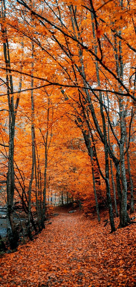 Download 1440x3040 Autumn Path Forest Trees Fall Wallpapers For