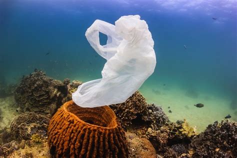 New Study Finds Great Barrier Reef Corals Eat Plastic Pollution
