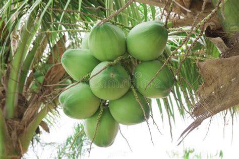 Close Up Fresh Coconuts With A Bunch On Tree Stock Photo Image Of