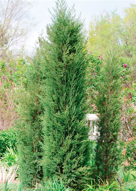 Buy Juniperus Virginiana Taylor Virginia Juniper Conifer Kingdom