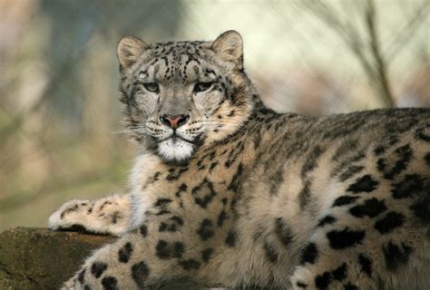 Snow Leopard Marwell Wildlife Winchester Debs Flickr