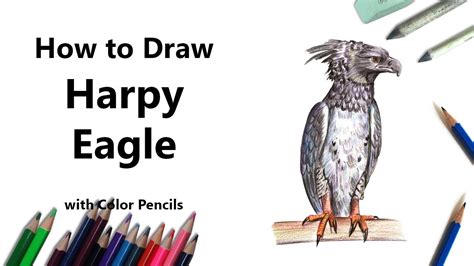 How To Draw A Harpy Eagle With Color Pencils Time Lapse Youtube