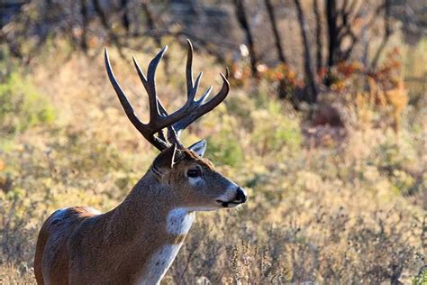 Are These 7 Days Your Best Chance For A Big Texas Buck