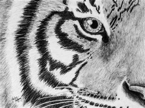 Tiger Eyes Drawing In Pencil