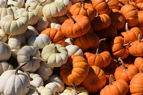 Halloween And Fall Pumpkin Patch Photography Tips Nikon