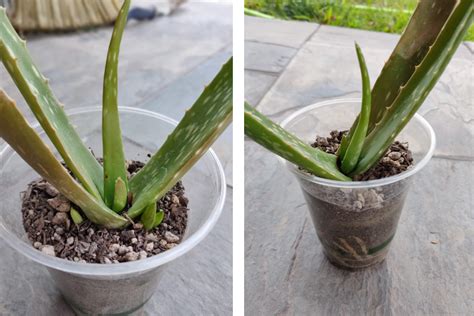 How To Save An Aloe Vera Plant With Root Rot Plant Blog