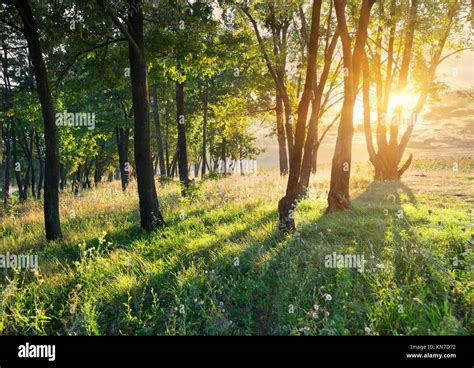 Flower Glade In The Forest At Sunrise Stock Photo Alamy