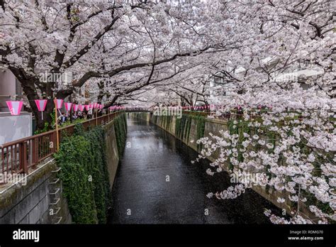 Meguro River Under Cherry Blossoms Tokyo Japan Stock Photo Alamy