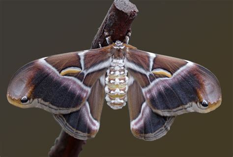 Glorious 'Tree of Heaven' Moth. | Moth, Glorious, Heaven