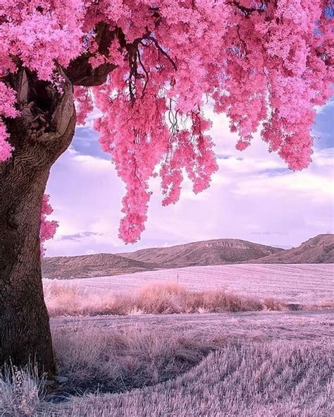I ♥️ This Pink Tree In 2020 Beautiful Nature Nature Pictures Nature