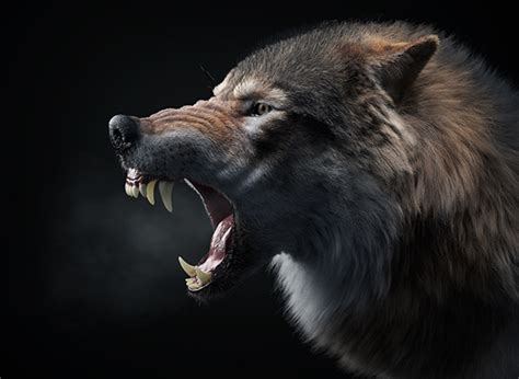 Wolf Images Photos Videos Logos Illustrations And Branding On Behance