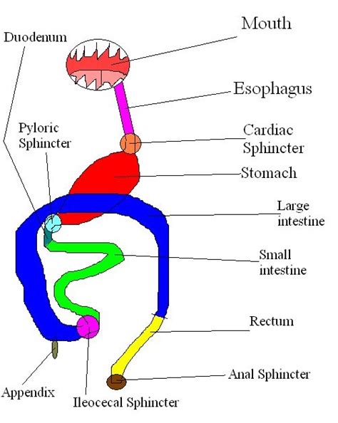 Google academichub and it should be the first result. Deylah's Muffiny Anatomy Blog: Digestive System Worksheet