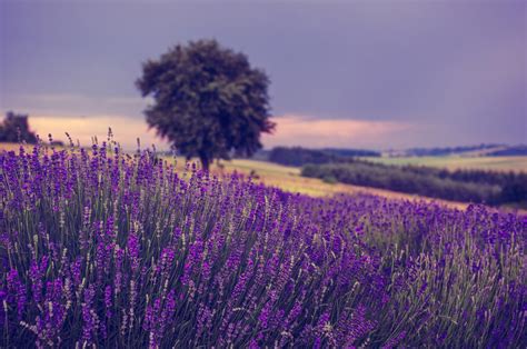 Fondos De Pantalla Púrpura Flores Campo Plantas Al Aire Libre