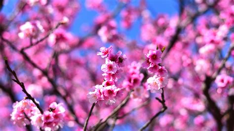 Download Cherry Blossom Pink Flowers Tree Branches 2048x1152
