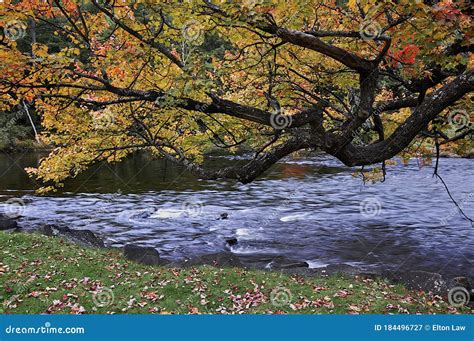 Autumn Leaf Colour With Stream And Flowing Water Stock Image Image Of