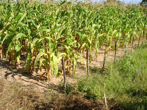 Could Water Efficient Maize Boost Africas Food Security Inter Press