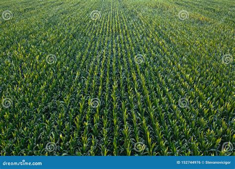 Corn Crops Are Planted In Rice Field Ditches To Maximize Agricultural