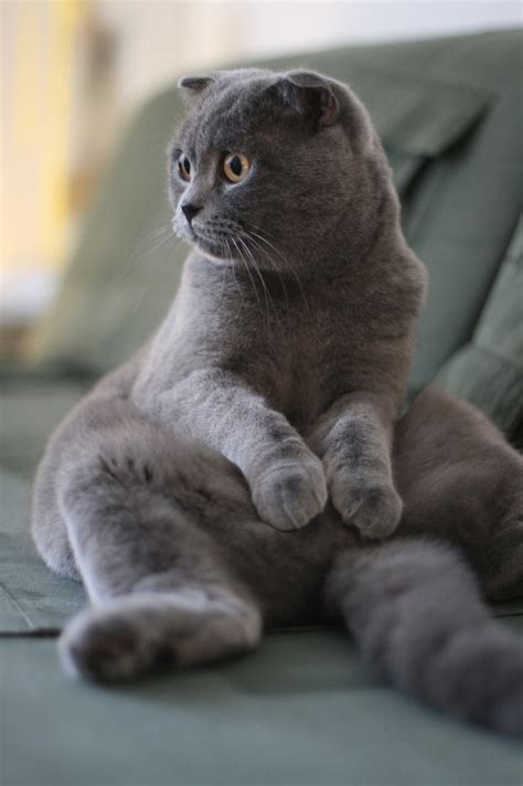 53 Best Cats Scottish Fold Images On Pinterest Kitty