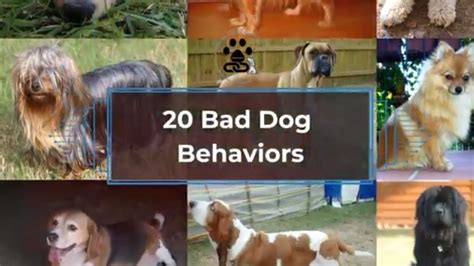 20 Bad Dog Behaviors Youtube