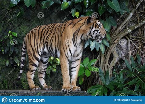 Close Up Indochinese Tiger Is Beautiful Animal And Dangerous Stock