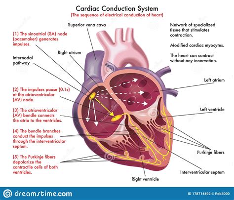 Illustrated Diagram Of Cardiac Conduction System Stock Vector