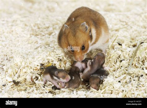 Golden Hamster Female With Cubs Mesocricetus Auratus Stock Photo Alamy