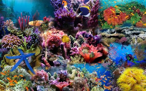 Ocean Reef Wallpapers Wallpaper Cave