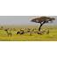 Serengeti National Park Safari Tours & Holidays