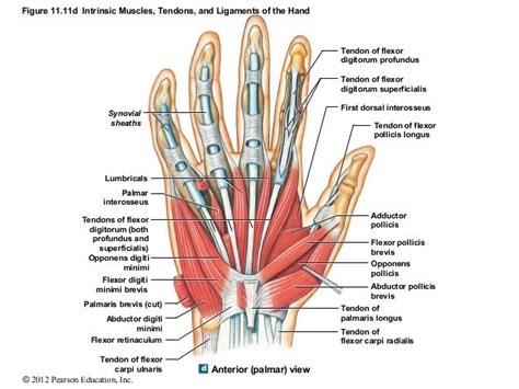 Figure 1111d Intrinsic Muscles Tendons And Ligaments Of The Hand