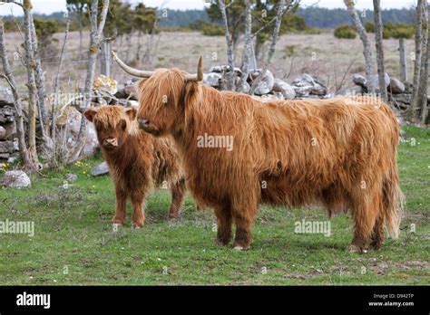 Highland Cattle Stock Photo Alamy