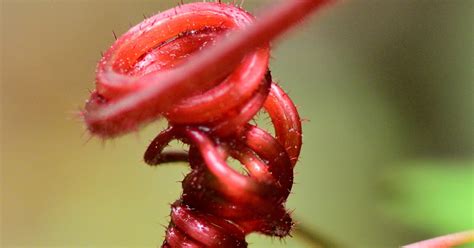 Red Tendrils