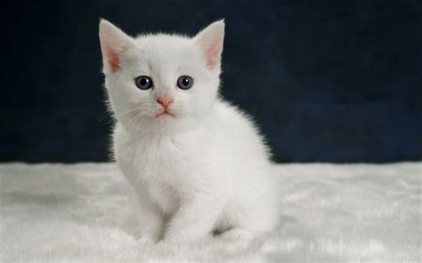 Download Wallpapers Little White Kitten Cute Animals Fluffy Cat Pets