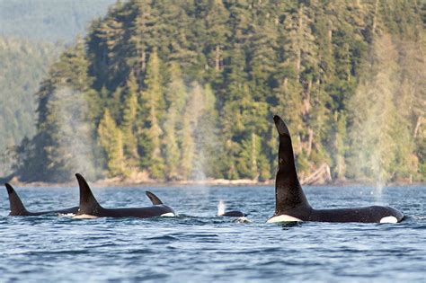 Orca Dreams Canadas Luxury Whale Watching Base Camp In