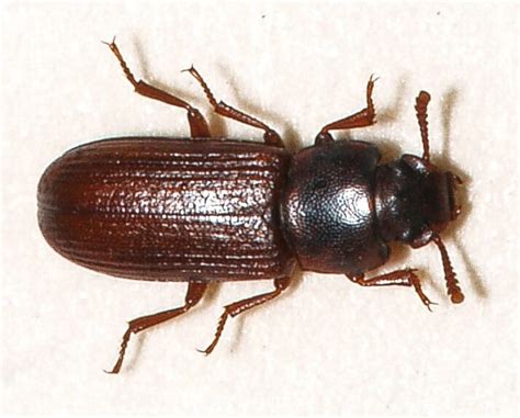 Flour Beetles And Grain Weevils Pest Facts And Control Tips Owlcation