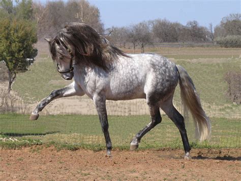 Simply click on the one you like and save (or screenshot) the image to your mobile phone's photo collection. 67+ Dressage Wallpaper on WallpaperSafari