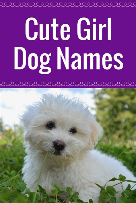 Names My Dogs Name Girl Dog Names Puppy Girl Names Cute Names