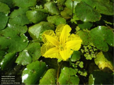 Yellow dock (rumex crispus) is wild, edible and nutritious food. National Invasive Species Awareness Week: Yellow floating ...