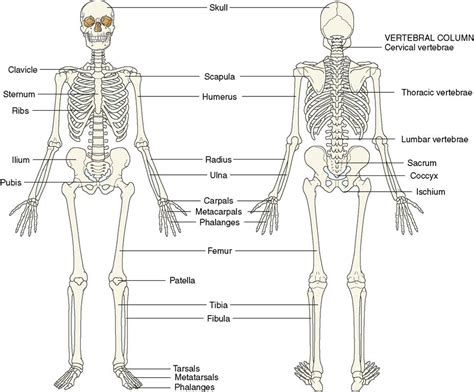 The function of the stapes is to transmit sound vibrations from the incus to the labyrinth of the inner ear. 32. The Musculoskeletal System | Nurse Key