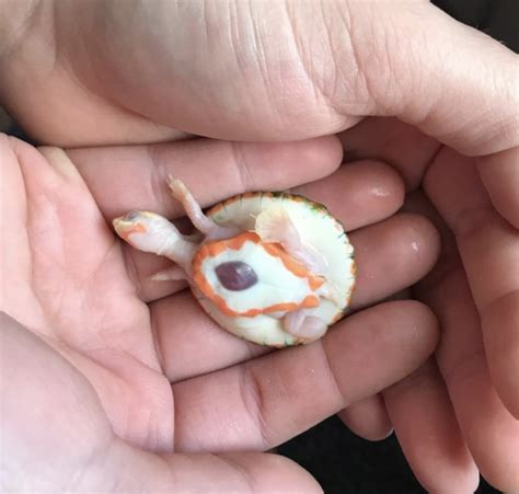 Albino Baby Turtle Born With Her Heart Outside Her Body Is Tiny But