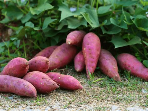How To Grow Purple Sweet Potatoes Plant Instructions