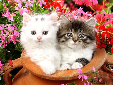 Cute Cat With Flowers Wallpapers Driverlayer Search Engine