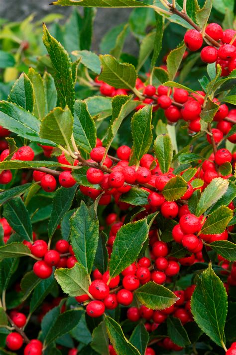 landscaping shrubs with red berries