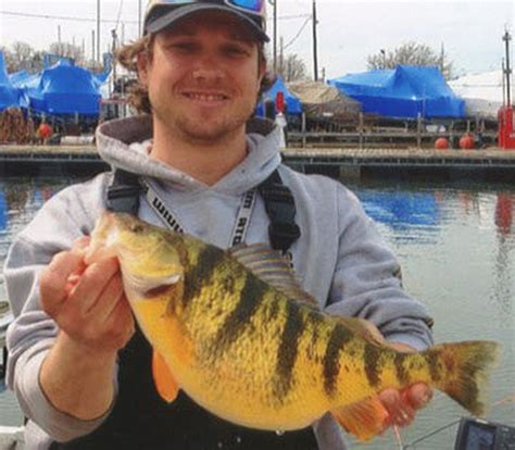 New State Record Yellow Perch How Big Was It