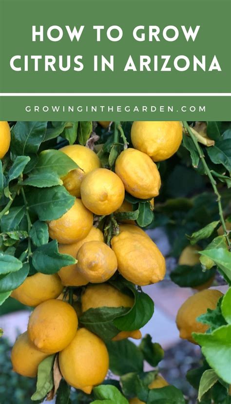 How To Grow Citrus In Arizona Artofit