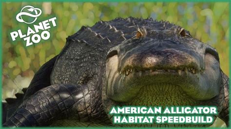 Planet Zoo American Alligator Habitat Build Youtube