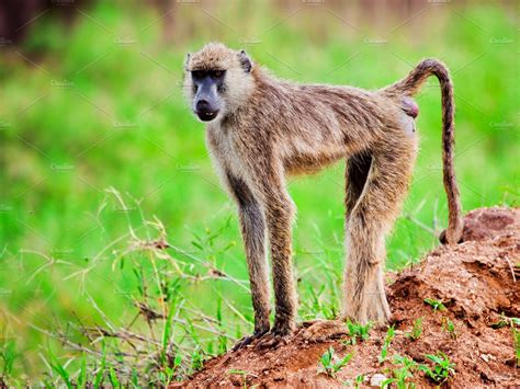 Baboon Monkey In African Bush Containing Africa Tsavo West And Kenya
