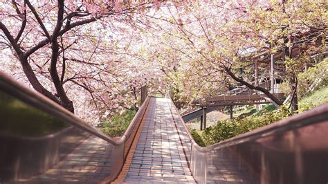 Bridge Path Between Pink Blossom Sakura Flowers Trees Hd Nature